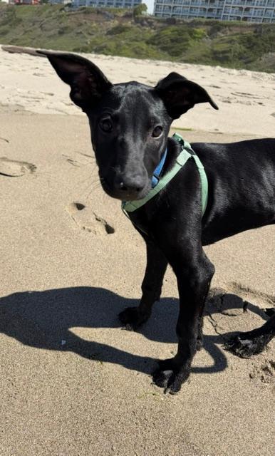 Eve, a ADOPTABLE mixed breed in Amity, OR image 1/6