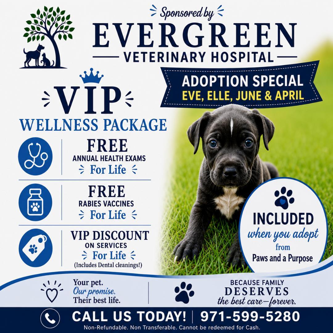 Eve, a ADOPTABLE mixed breed in Amity, OR image 6/6