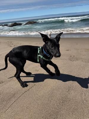 Eve, a ADOPTABLE mixed breed in Amity, OR image 5/6