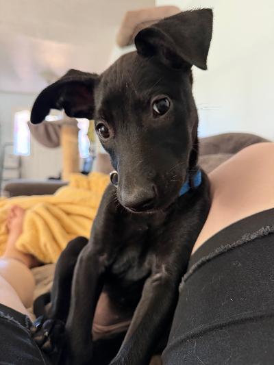 Eve, a ADOPTABLE mixed breed in Amity, OR image 3/6