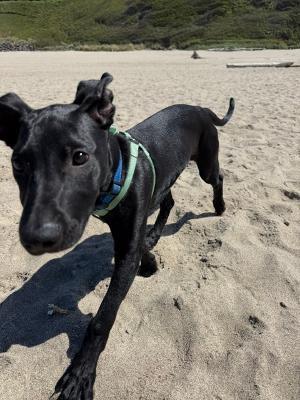 Eve, a ADOPTABLE mixed breed in Amity, OR image 2/6