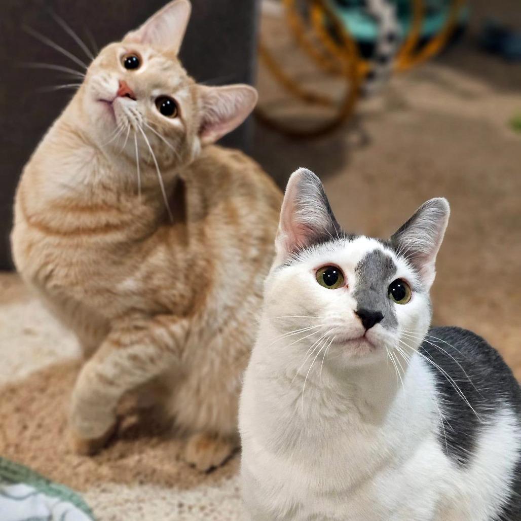 Logan — thumbnail 3