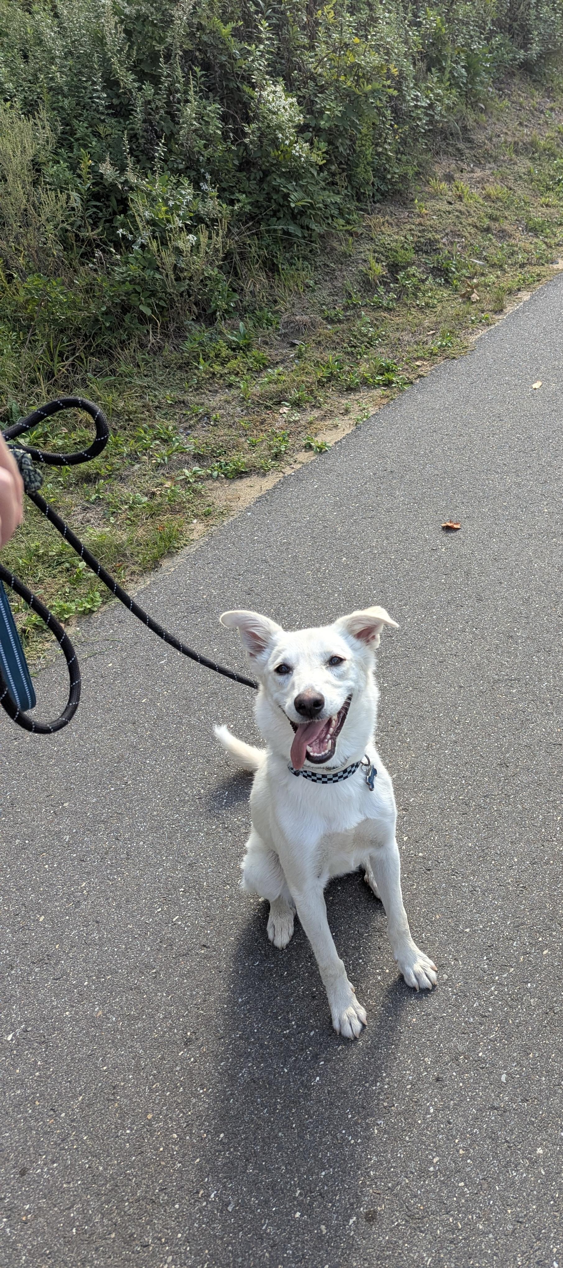 Stevie, a Adoptable mixed breed in New York, NY image 2/6