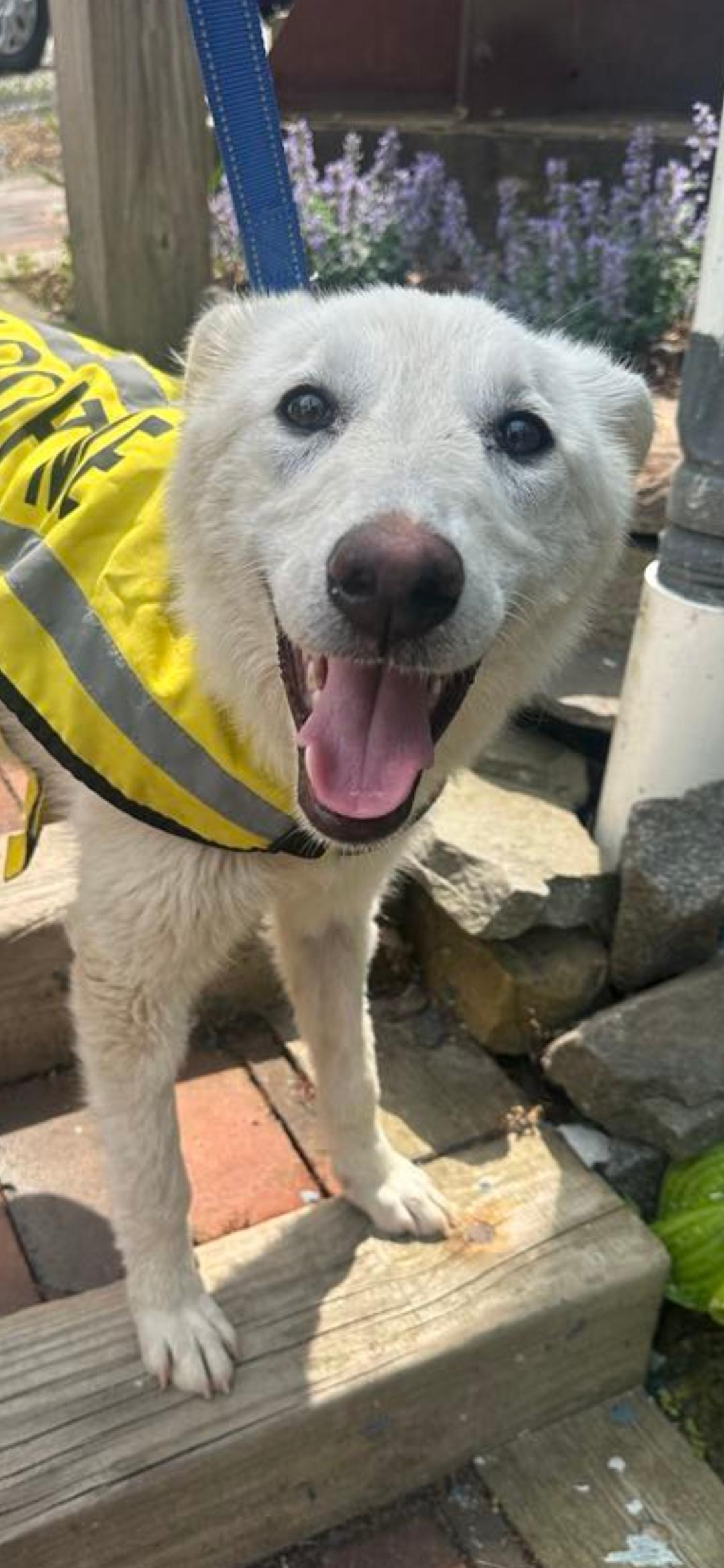 Stevie, a Adoptable mixed breed in New York, NY image 3/6