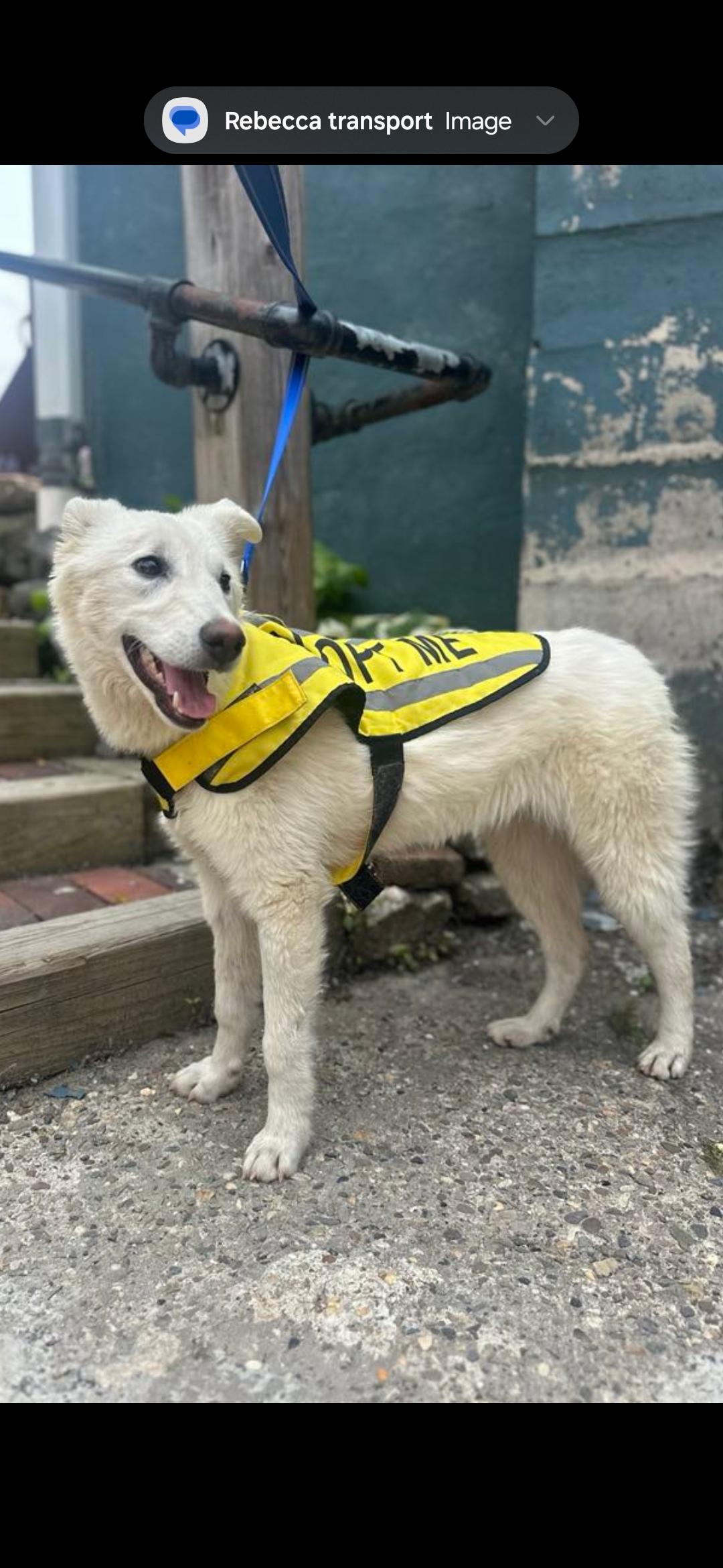 Stevie, a Adoptable mixed breed in New York, NY image 5/6