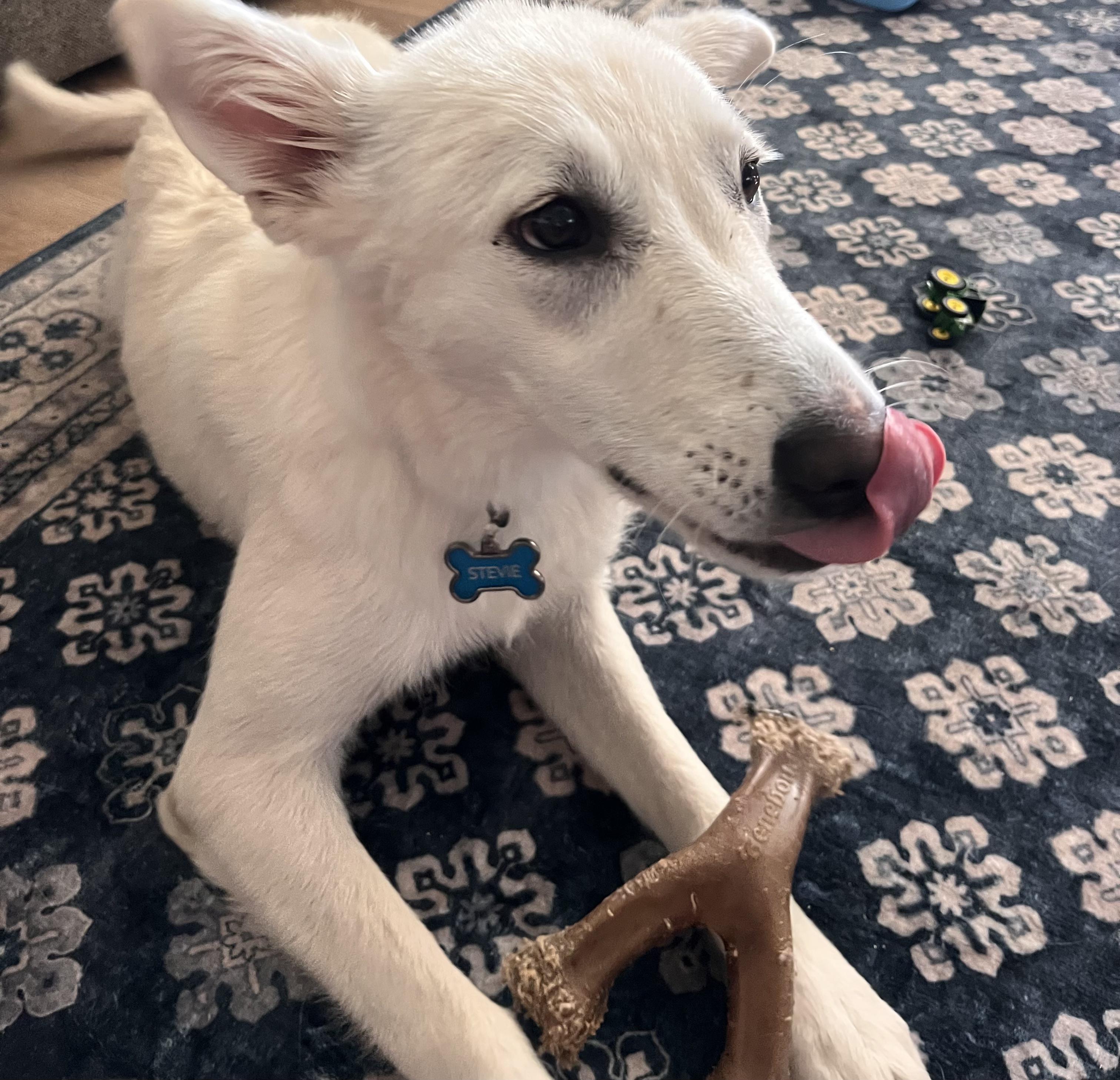 Stevie, Adoptable, Young Female Yellow Labrador Retriever.