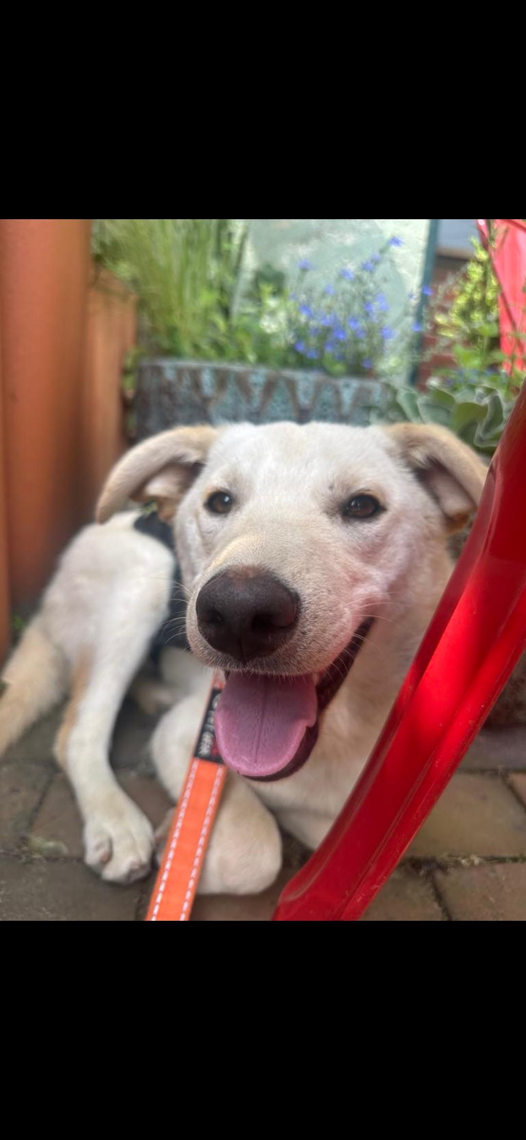 Stevie, a Adoptable mixed breed in New York, NY image 6/6