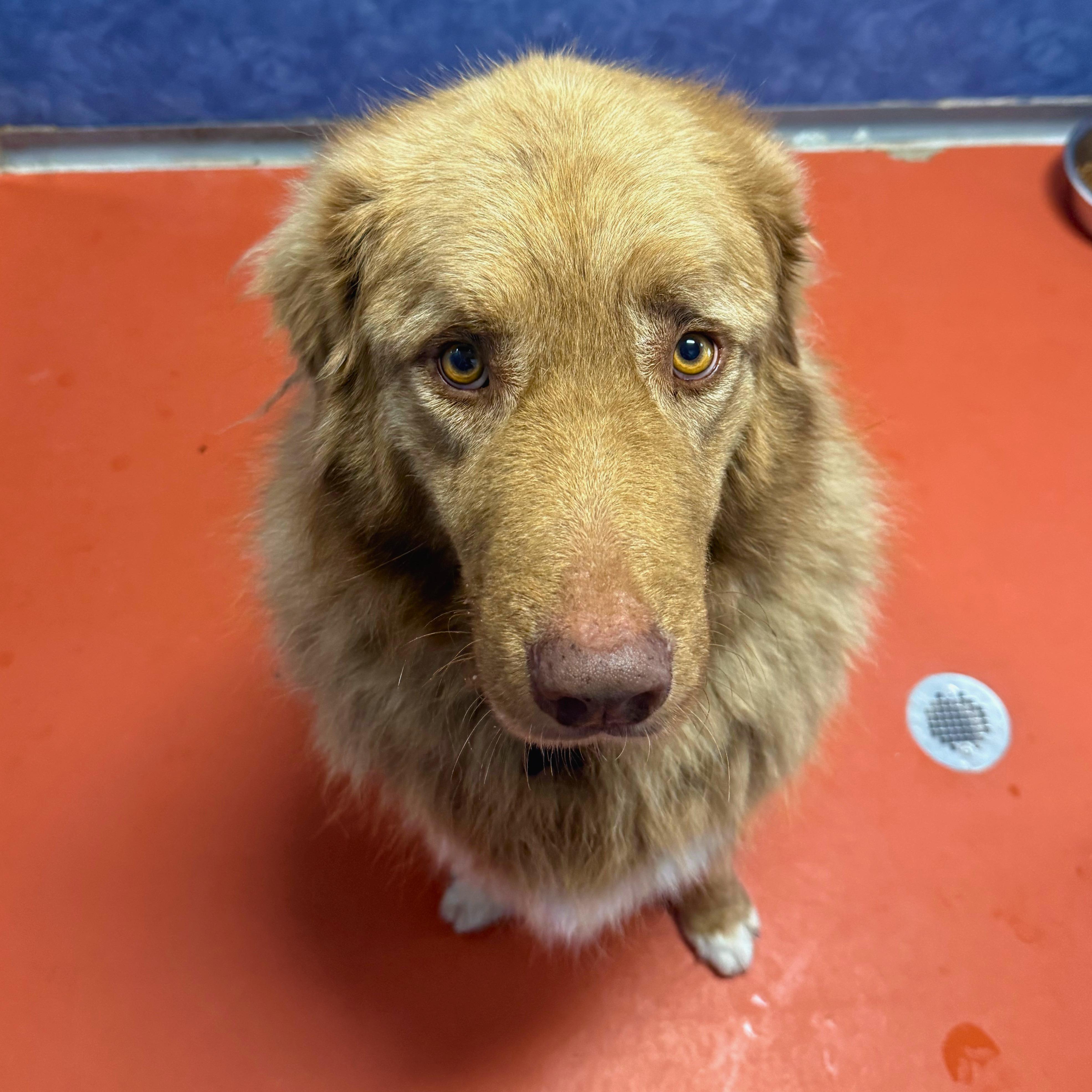 Enlarge Beau, a Adoptable mixed breed in Ridgway, CO image 5/6
