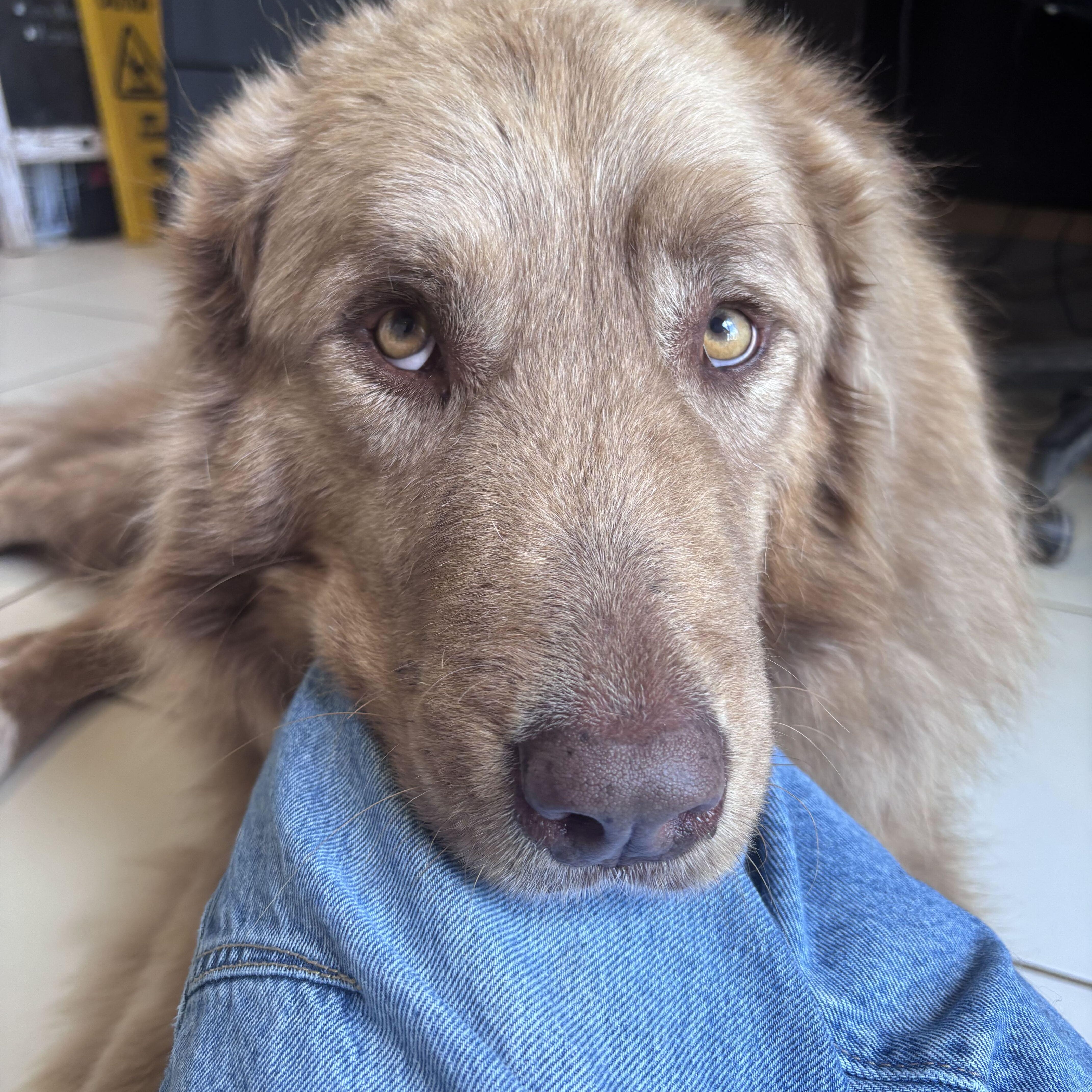 Beau, Adoptable, Adult Male Great Pyrenees & Anatolian Shepherd.