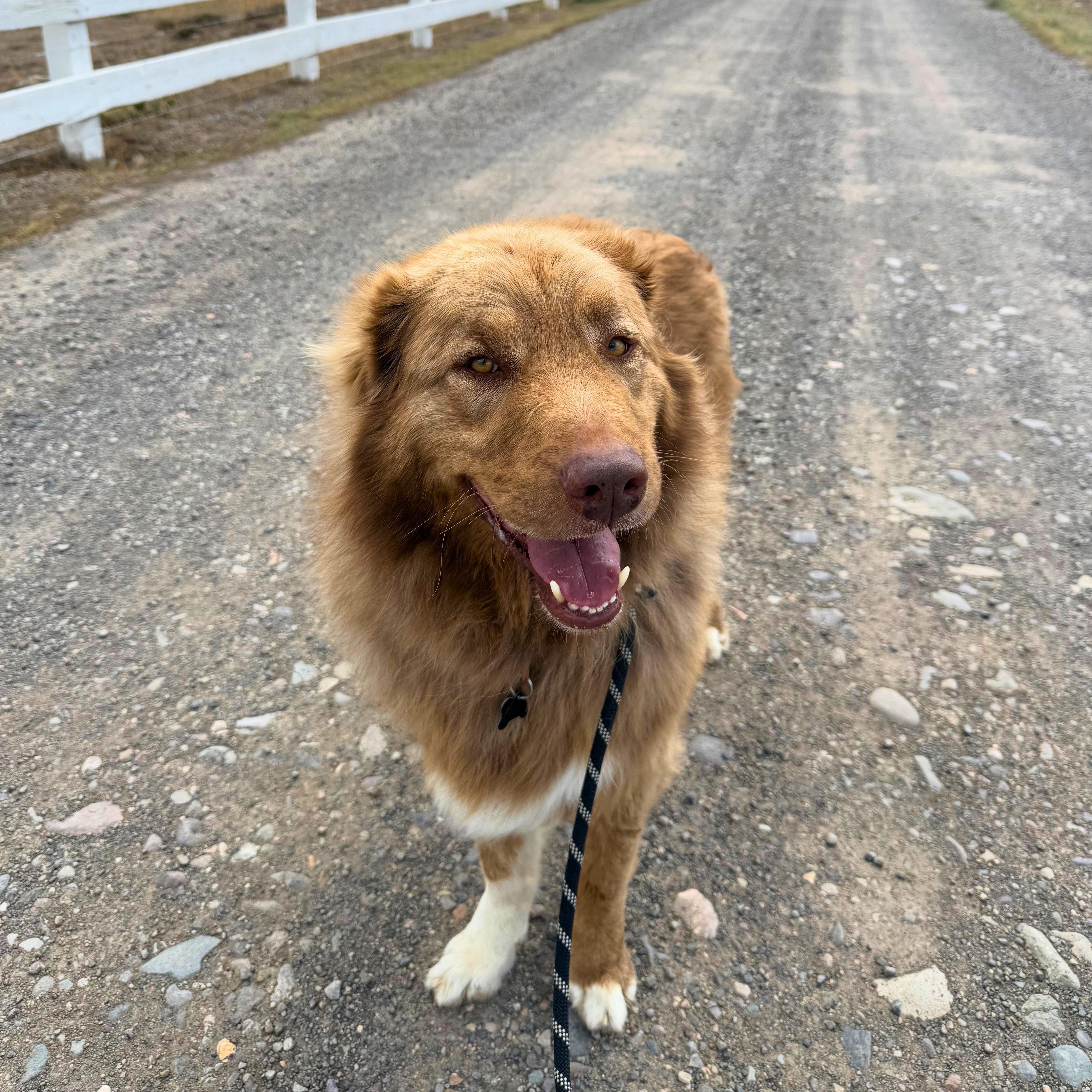 Enlarge Beau, a Adoptable mixed breed in Ridgway, CO image 3/6