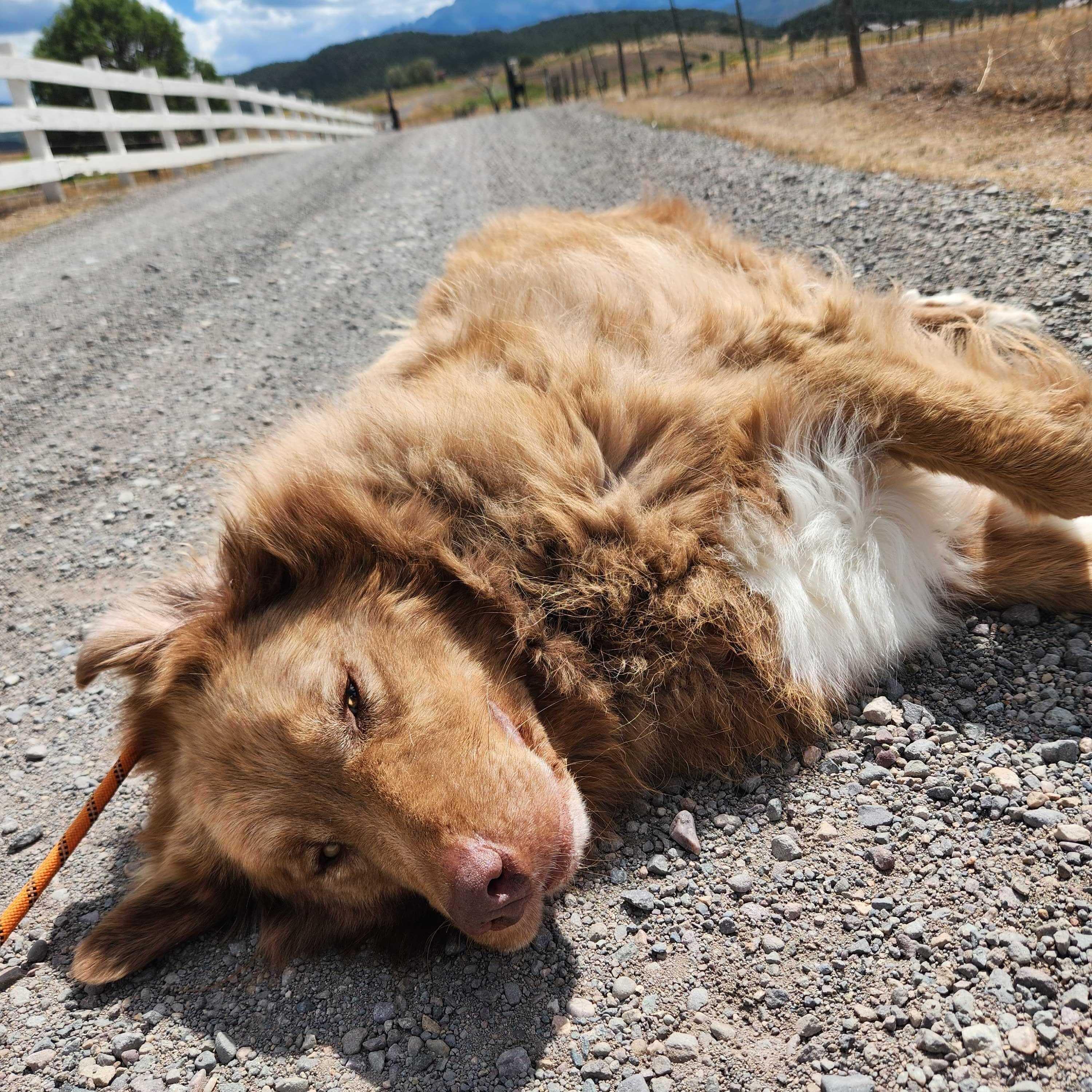 Enlarge Beau, a Adoptable mixed breed in Ridgway, CO image 6/6