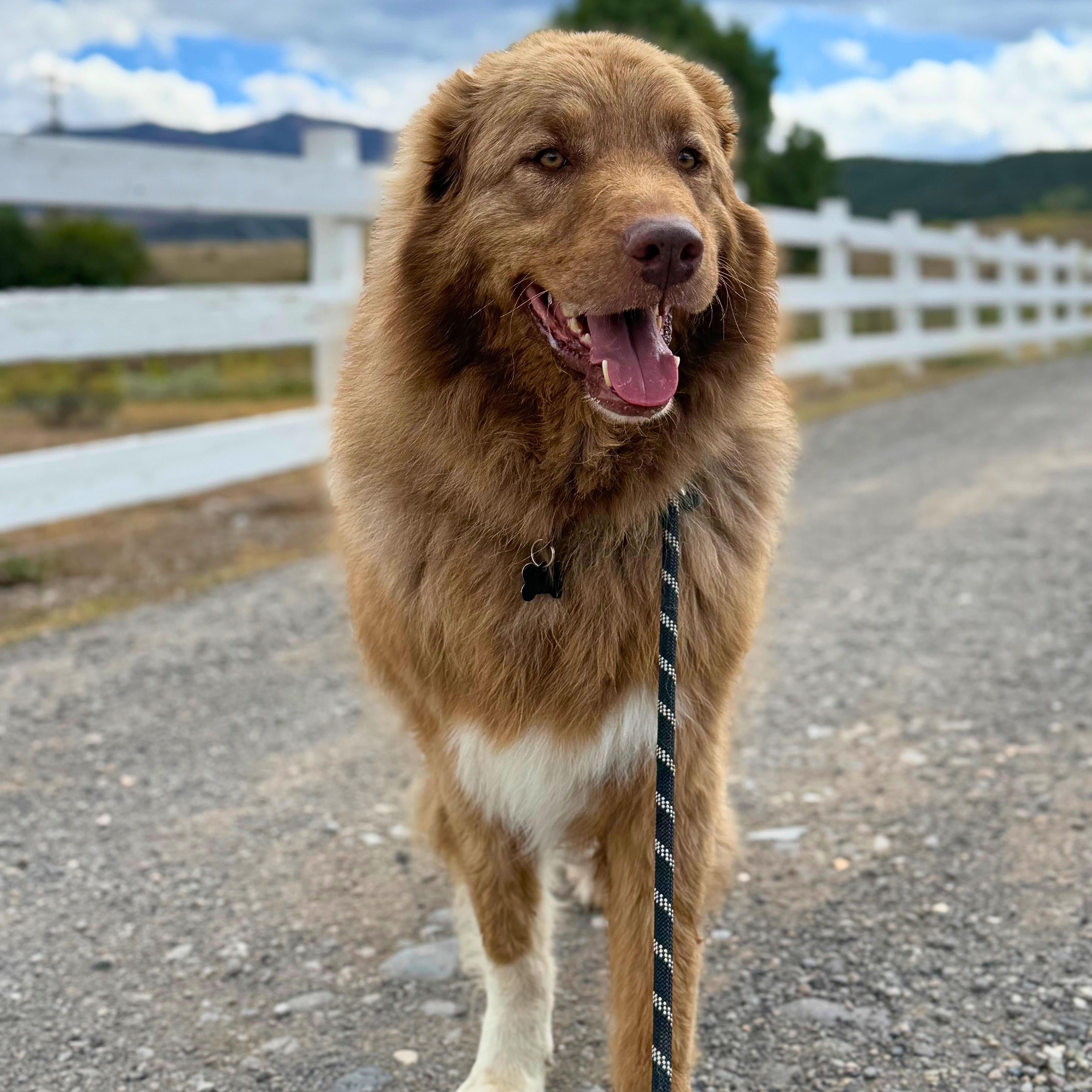Beau, Adoptable, Adult Male Great Pyrenees & Anatolian Shepherd.