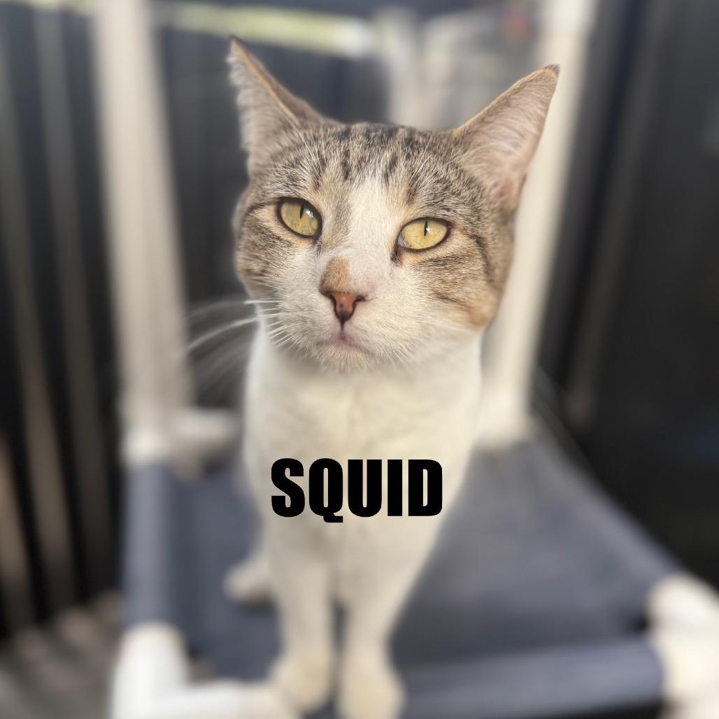 Squid, Adoptable, Adult Male Domestic Short Hair.
