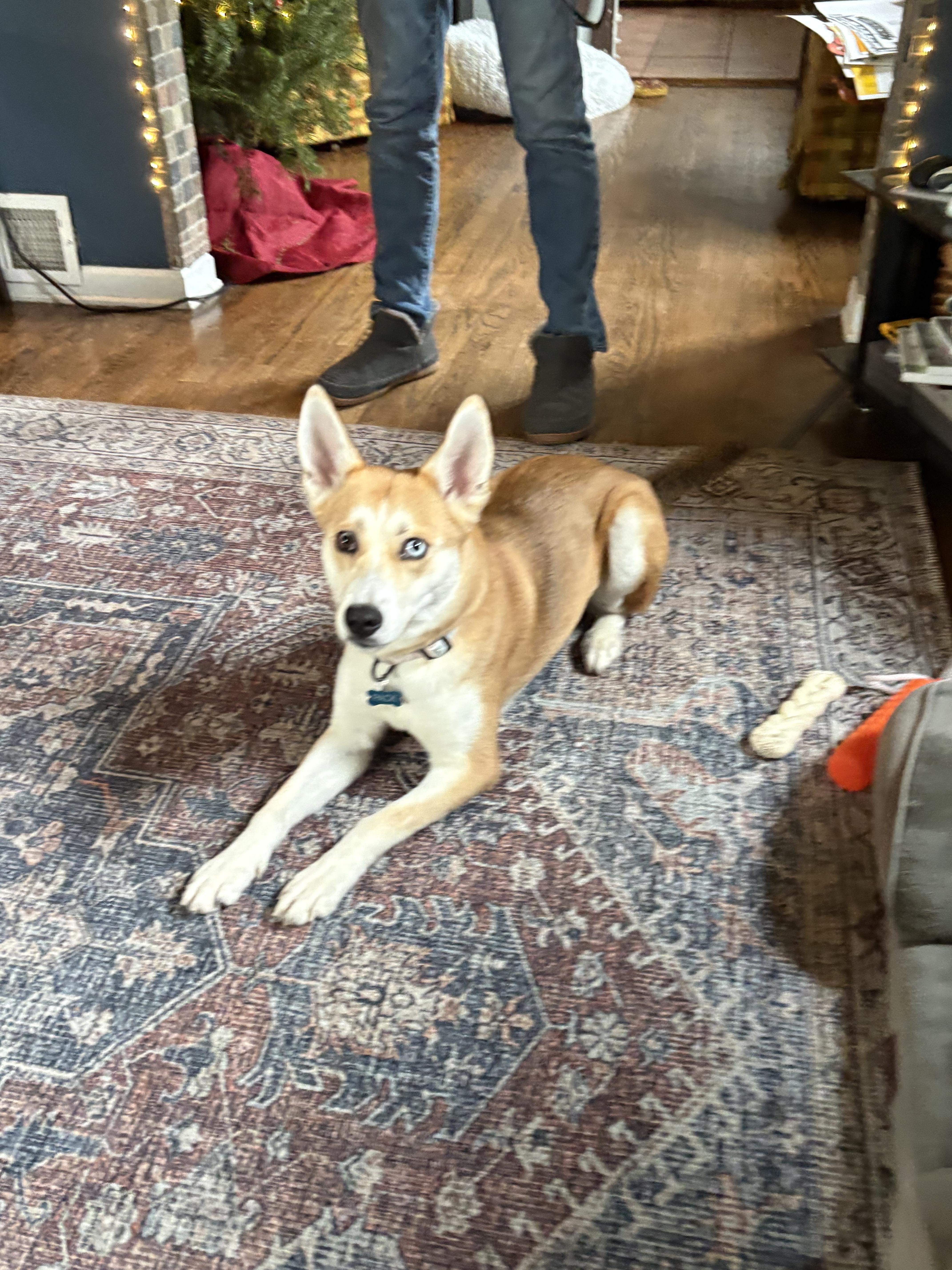 Enlarge Cass, a Adoptable mixed breed in Gig Harbor, WA image 1/6