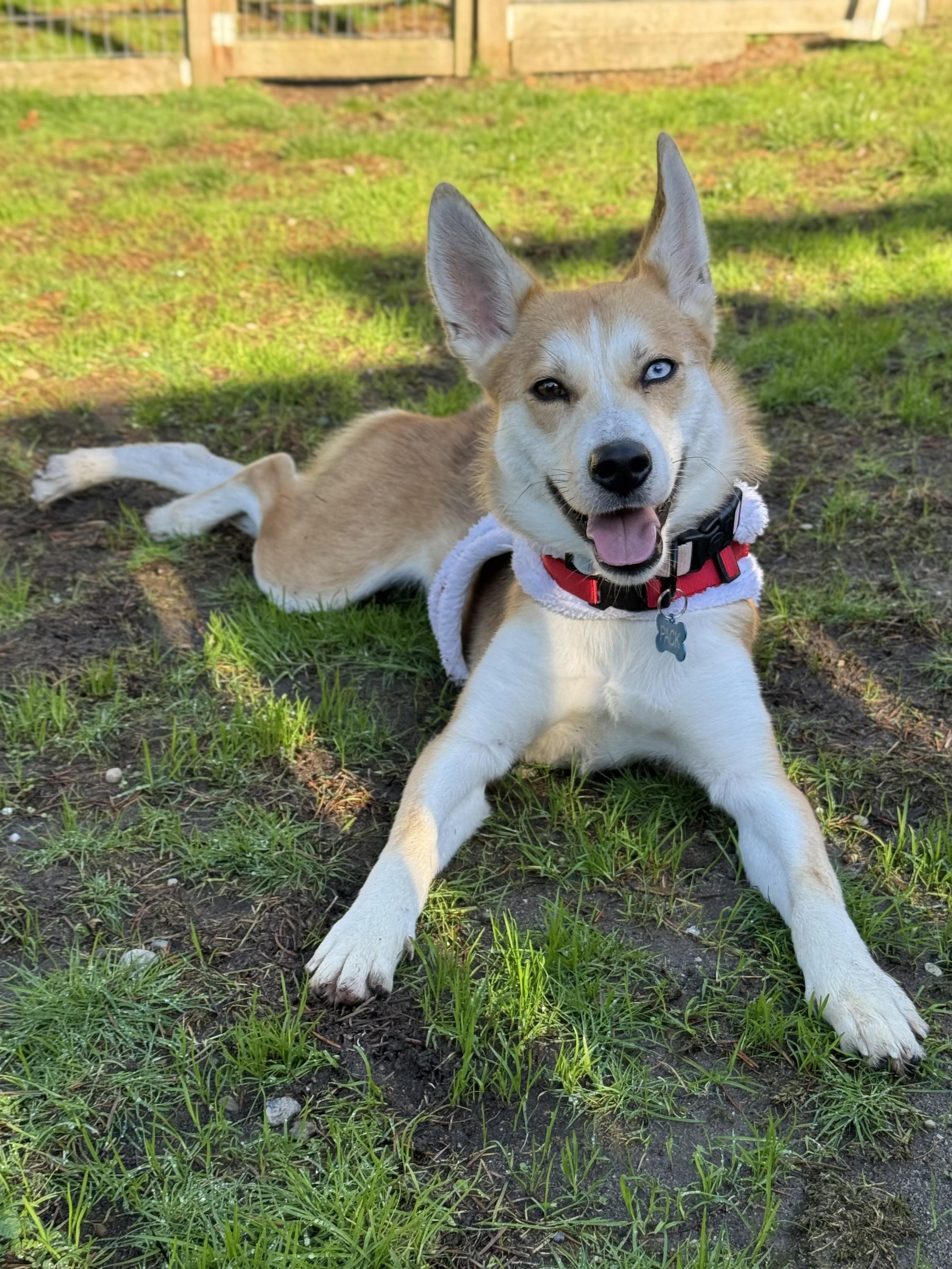 Enlarge Cass, a Adoptable mixed breed in Gig Harbor, WA image 2/6