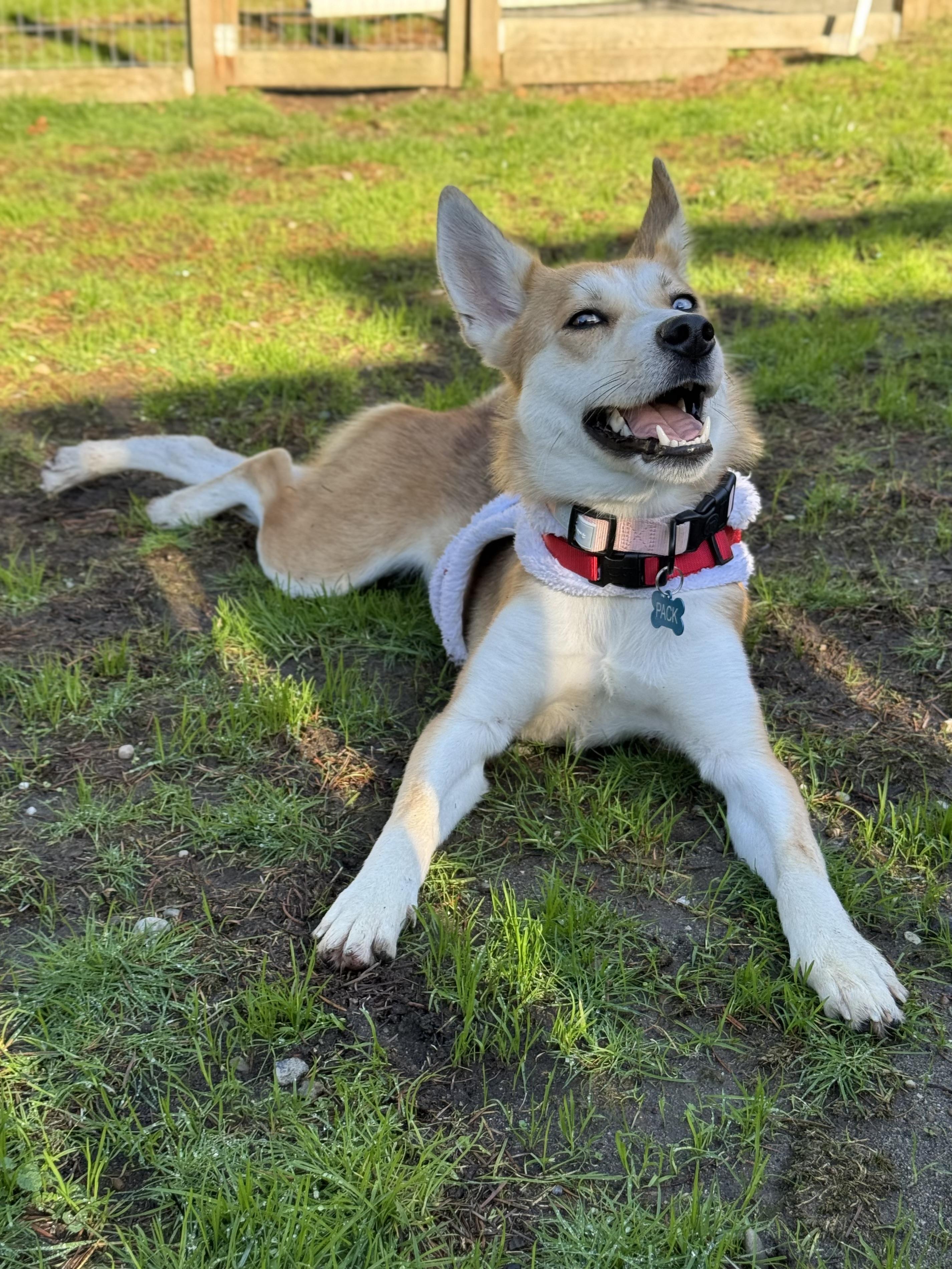 Enlarge Cass, a Adoptable mixed breed in Gig Harbor, WA image 3/6