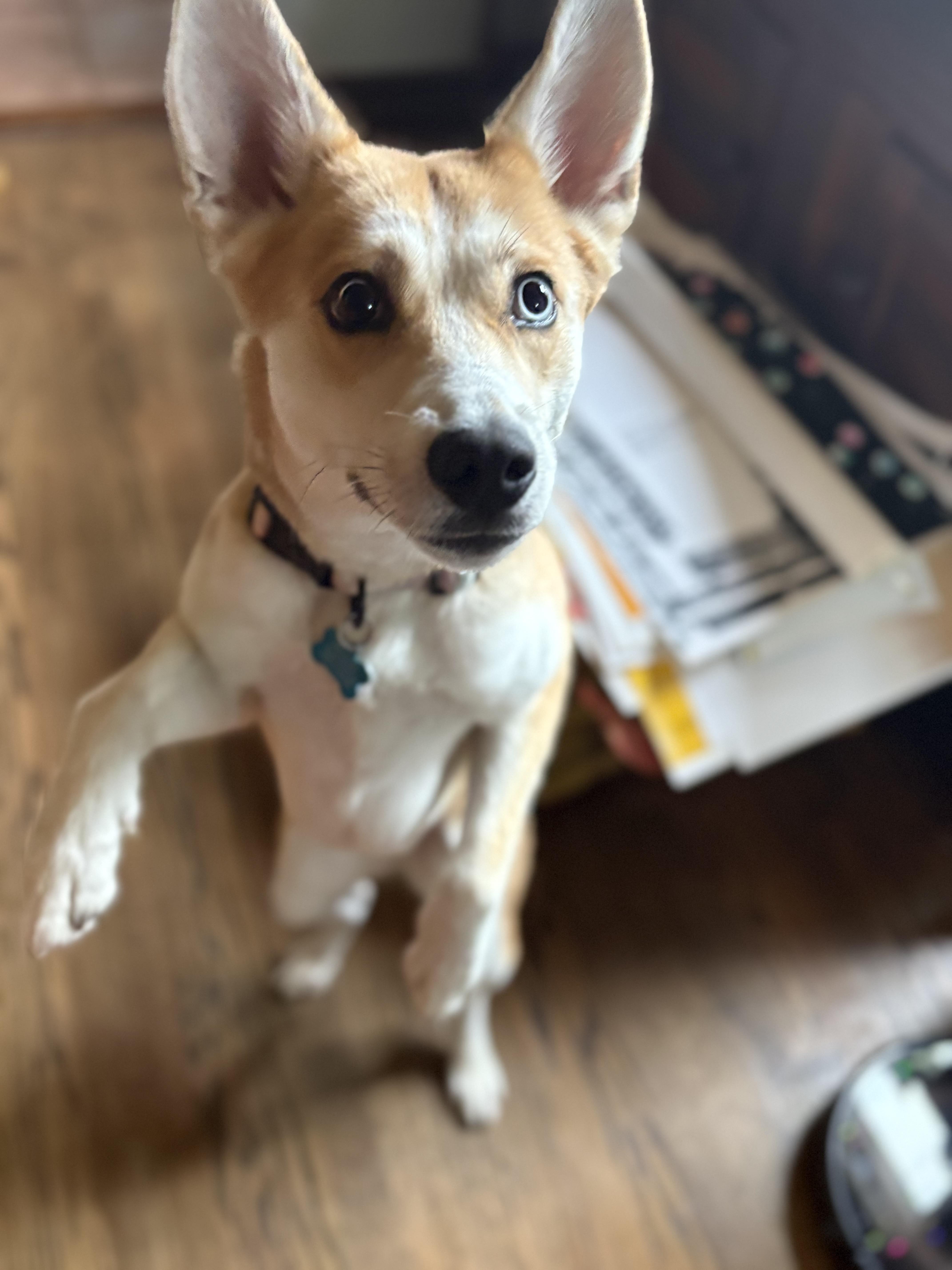 Enlarge Cass, a Adoptable mixed breed in Gig Harbor, WA image 4/6