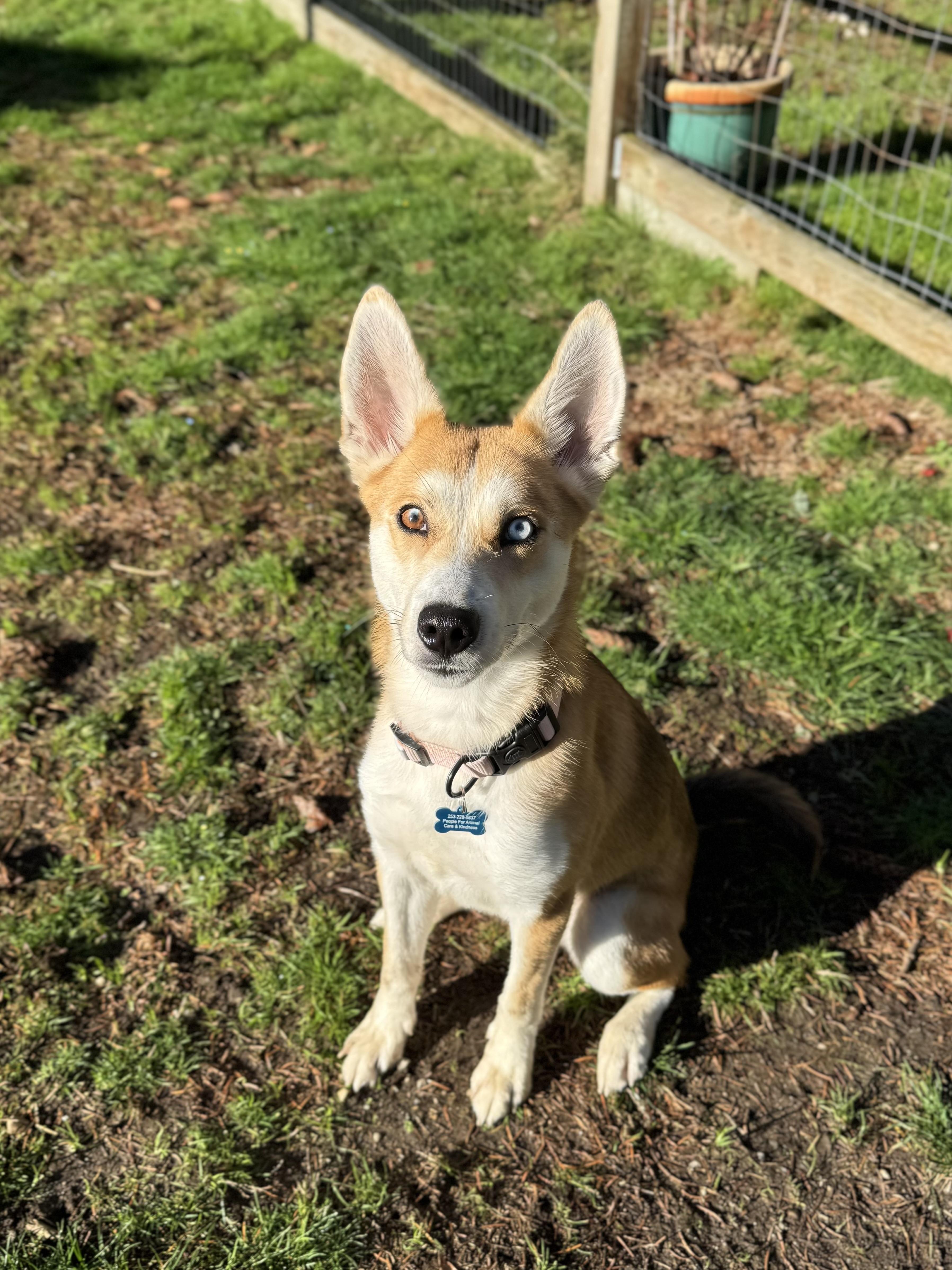 Enlarge Cass, a Adoptable mixed breed in Gig Harbor, WA image 5/6