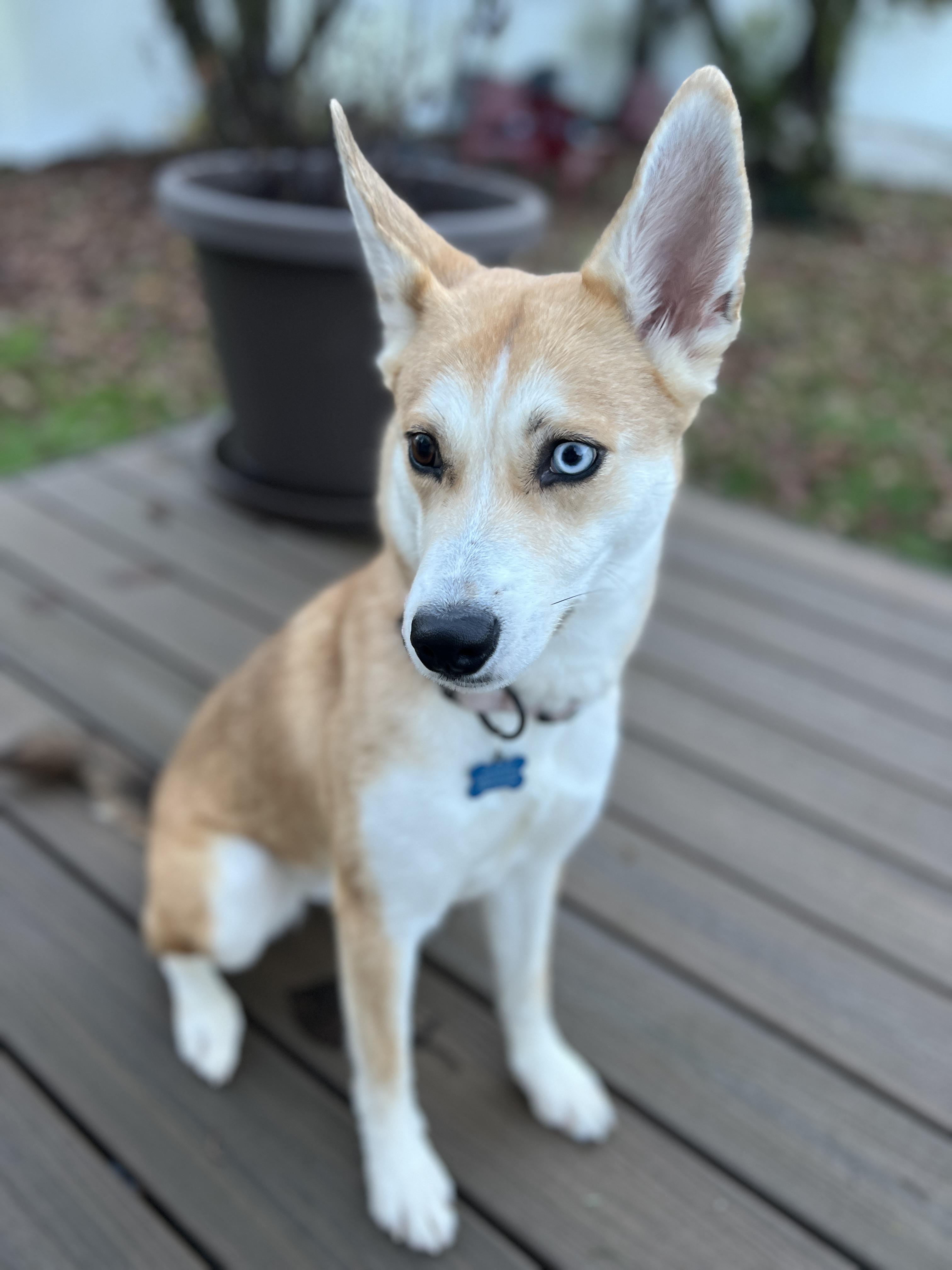 Enlarge Cass, a Adoptable mixed breed in Gig Harbor, WA image 6/6