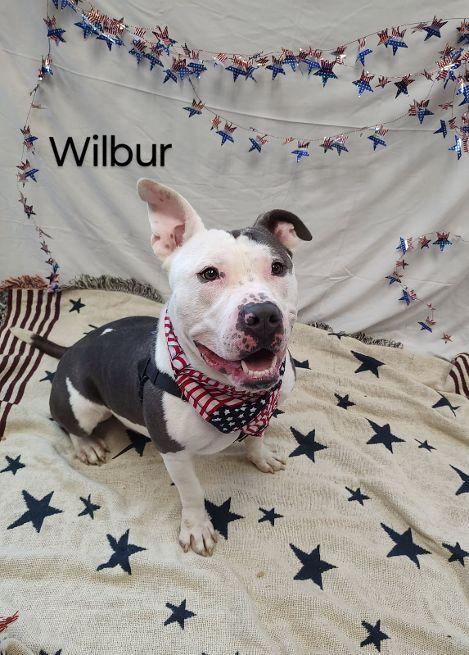 Wilbur