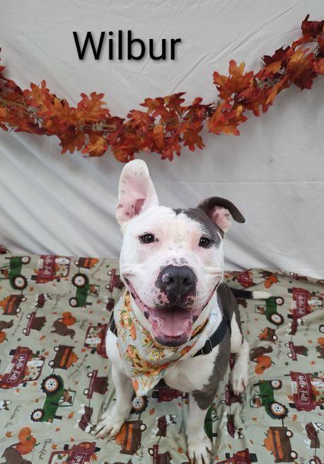 Wilbur