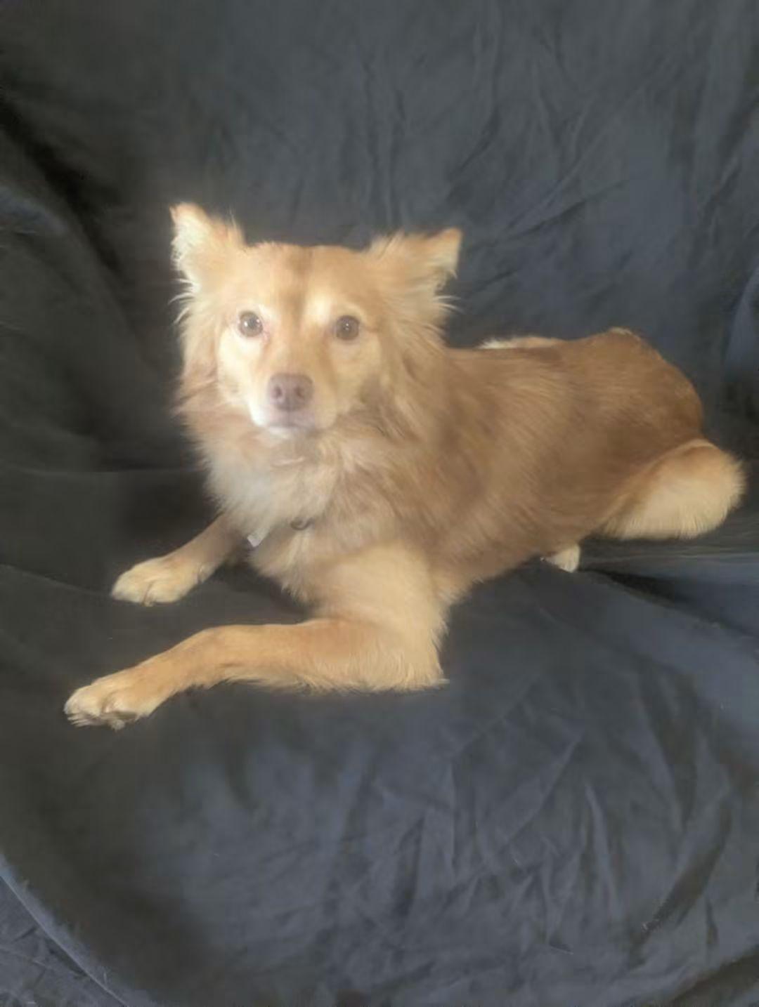 Corvo, Adoptable, Adult Male Pomeranian.