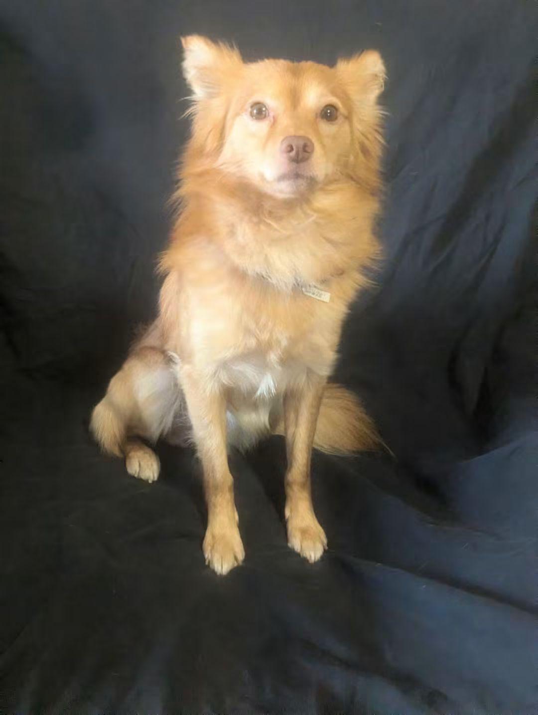 Enlarge Corvo, a Adoptable mixed breed in Oakland, CA image 2/6