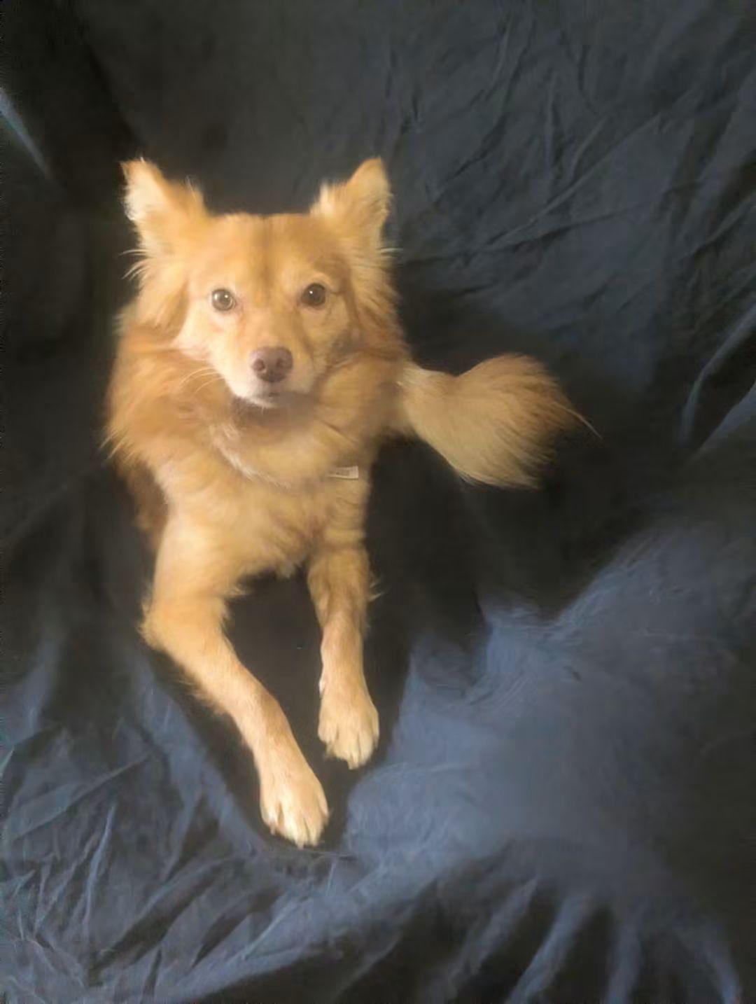 Enlarge Corvo, a Adoptable mixed breed in Oakland, CA image 3/6