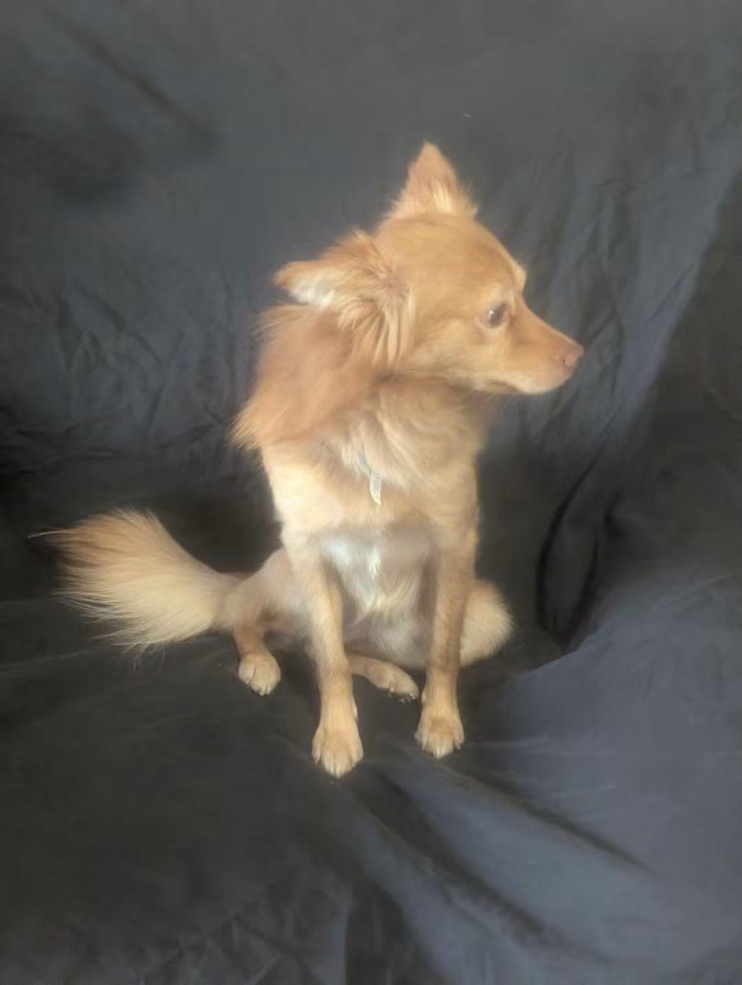 Enlarge Corvo, a Adoptable mixed breed in Oakland, CA image 4/6