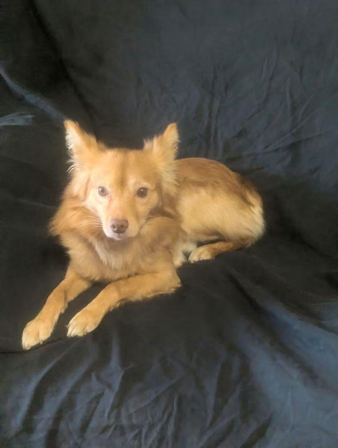 Enlarge Corvo, a Adoptable mixed breed in Oakland, CA image 5/6