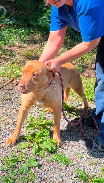Joe, Adoptable, Young Male Pit Bull Terrier.