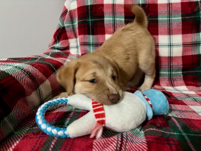 Enlarge Fozzy, an adopted mixed breed in CHURCHVILLE, NY image 2/6