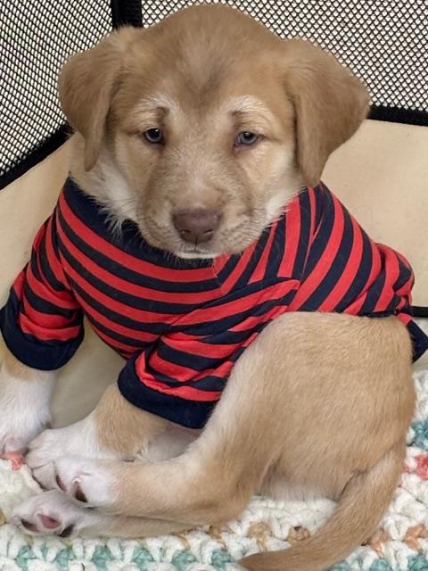 Enlarge Fozzy, an adopted mixed breed in CHURCHVILLE, NY image 5/6