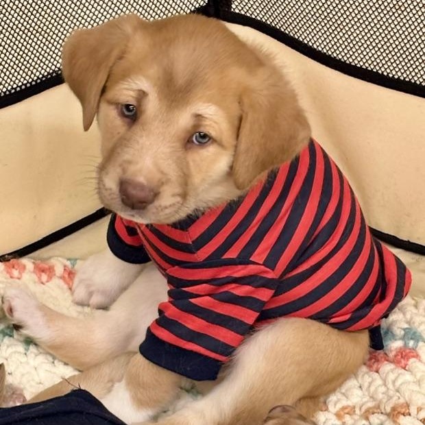 Fozzy, adopted, Puppy Male Australian Shepherd.