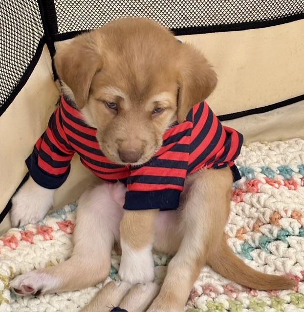 Enlarge Fozzy, an adopted mixed breed in CHURCHVILLE, NY image 3/6