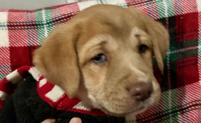 Enlarge Fozzy, an adopted mixed breed in CHURCHVILLE, NY image 4/6