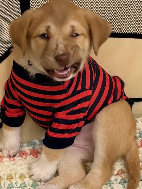 Enlarge Fozzy, an adopted mixed breed in CHURCHVILLE, NY image 6/6