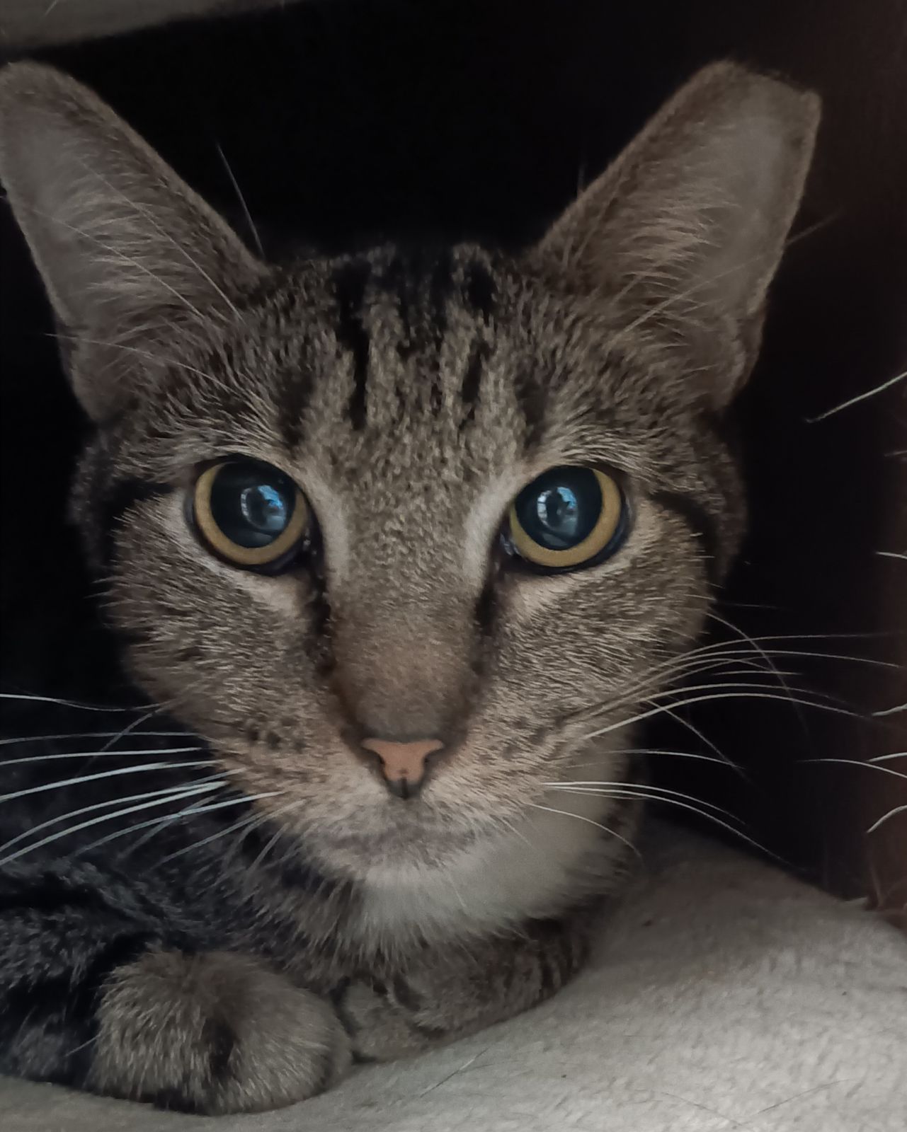 Cat for adoption Skinny, a Domestic Short Hair in Margate, FL Petfinder