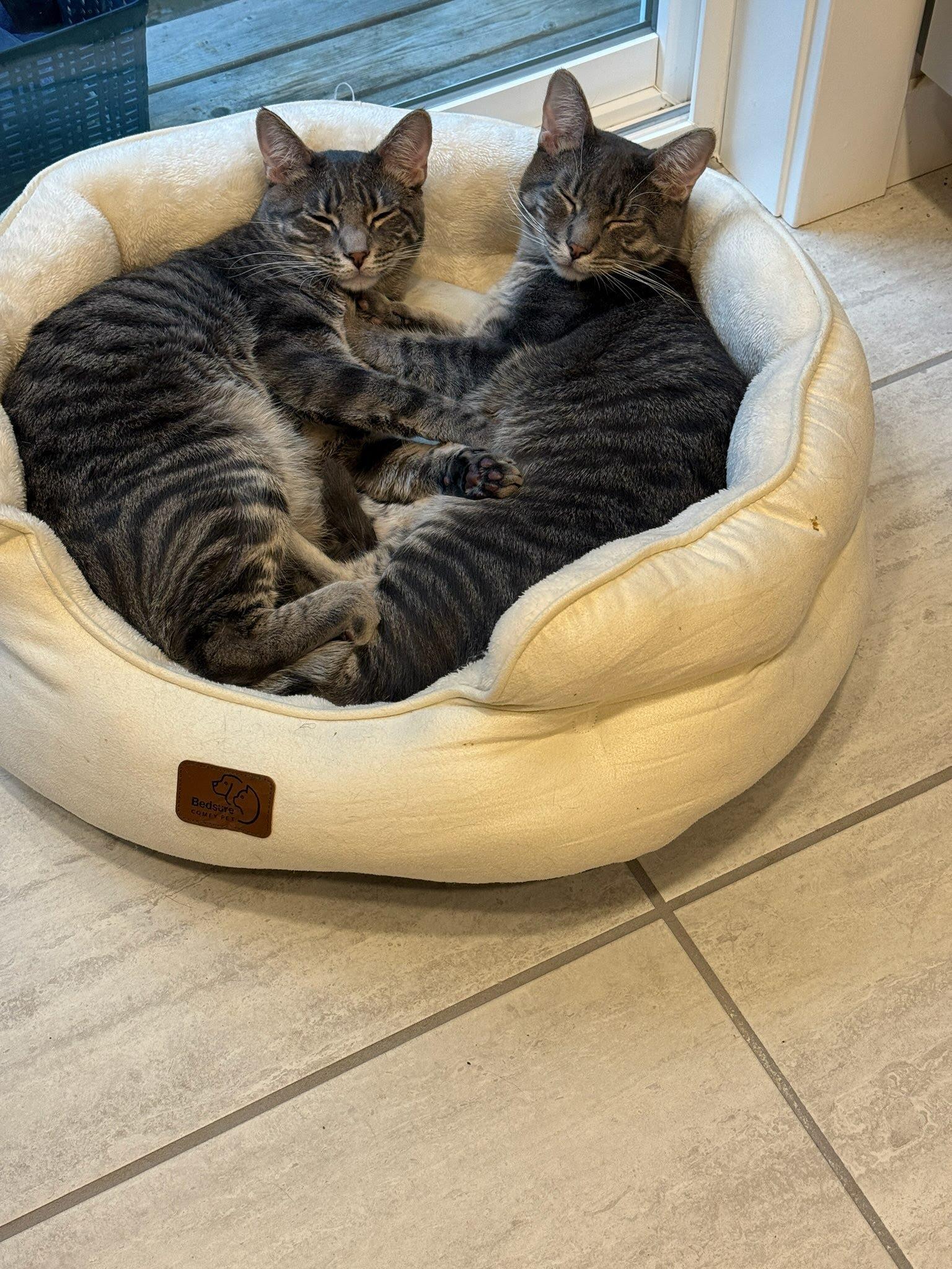 Enlarge Steve & Martin (BONDED brothers), a ADOPTABLE Domestic Short Hair in Gig Harbor, WA image 2/4