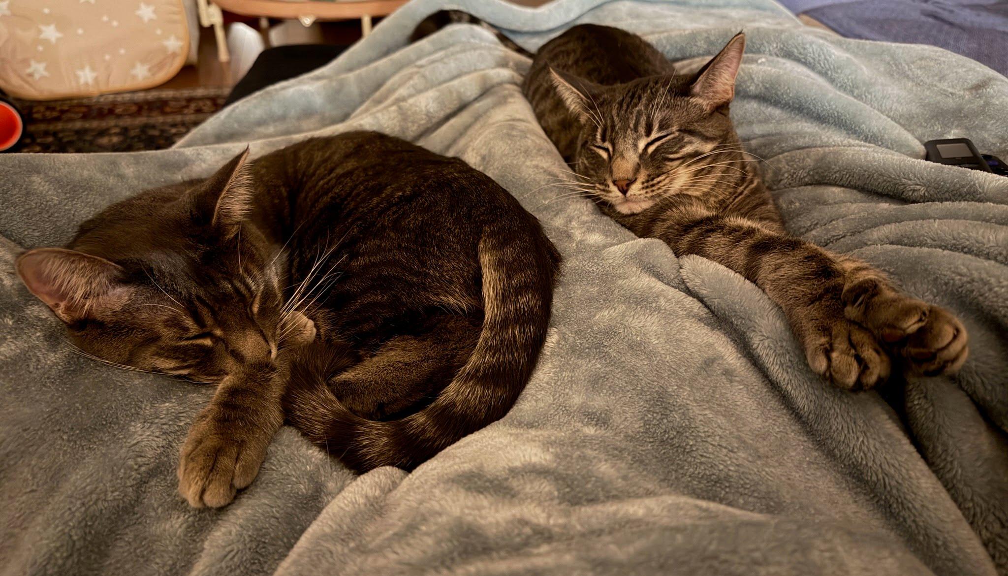 Enlarge Steve & Martin (BONDED brothers), a ADOPTABLE Domestic Short Hair in Gig Harbor, WA image 4/4