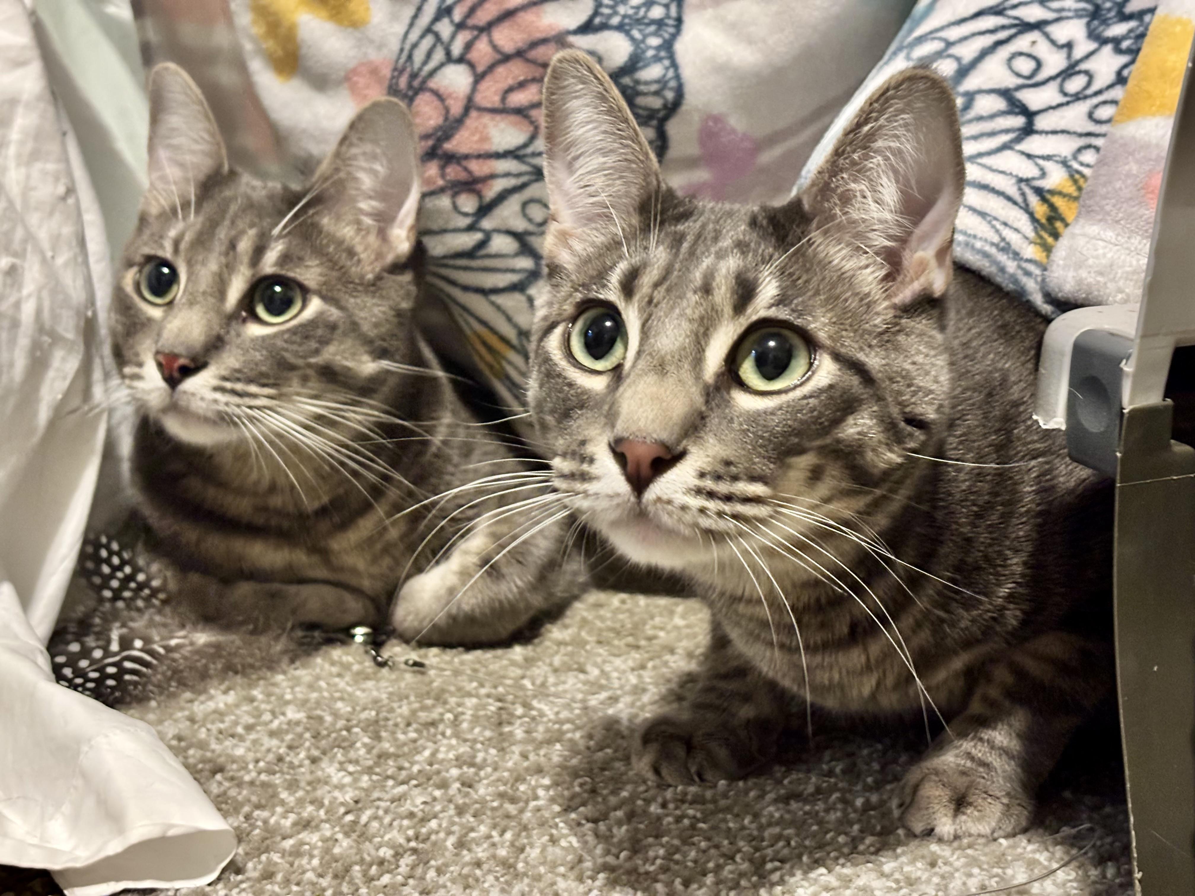 Steve & Martin (BONDED brothers), ADOPTABLE, Young Male Domestic Short Hair.