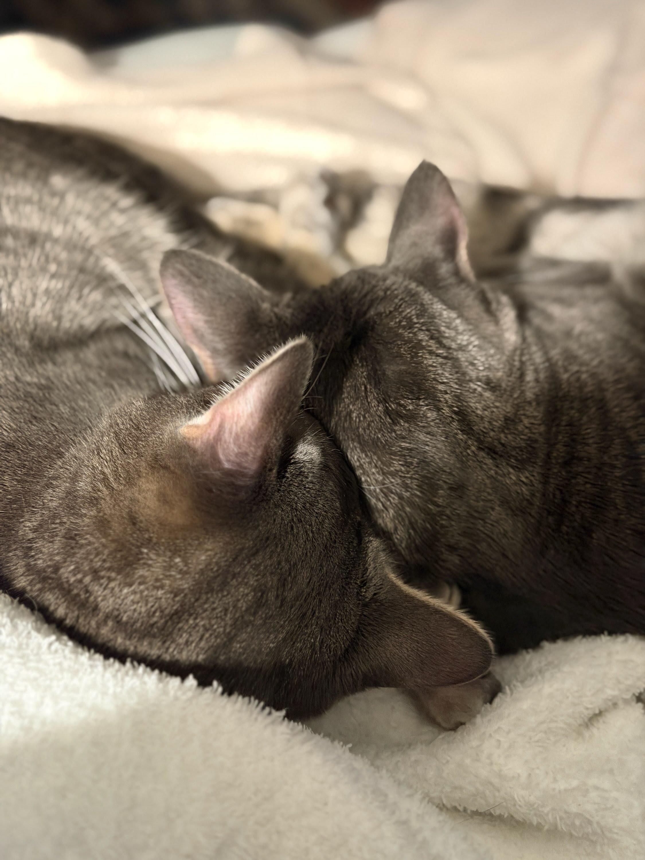 Enlarge Steve & Martin (BONDED brothers), a ADOPTABLE Domestic Short Hair in Gig Harbor, WA image 1/4
