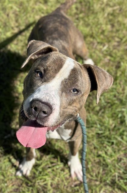 Enlarge JUICY, a Adoptable American Staffordshire Terrier in Fort Lauderdale, FL image 1/1