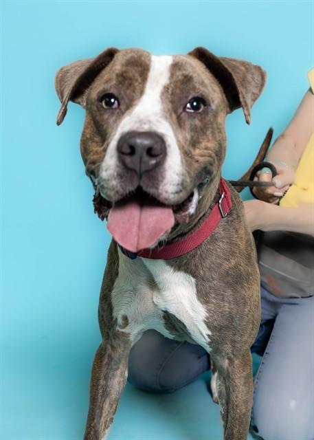 Enlarge JUICY, a Adoptable American Staffordshire Terrier in Fort Lauderdale, FL image 1/1