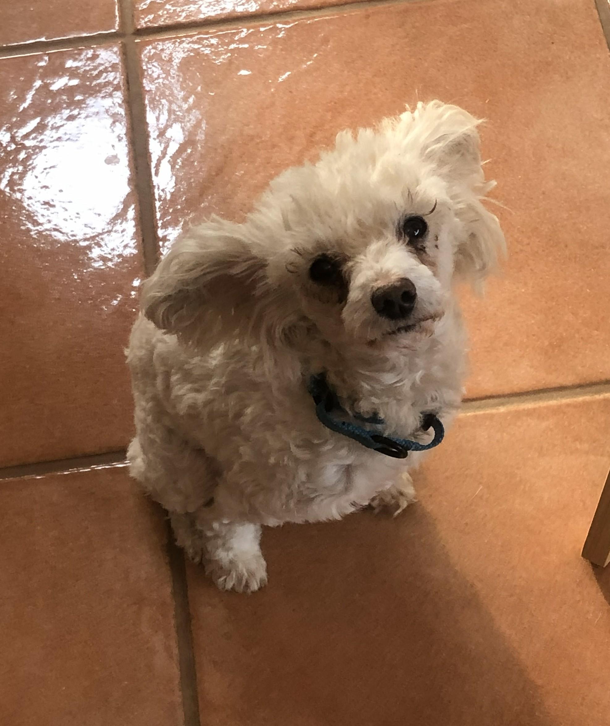 Camilo, Adoptable, Adult Male Miniature Poodle.