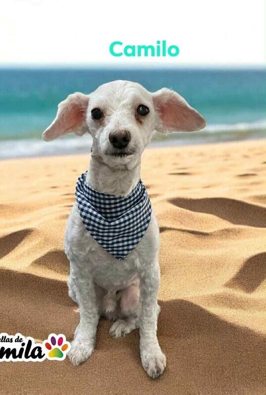Enlarge Camilo, a Adoptable Miniature Poodle in Windsor, CO image 2/4