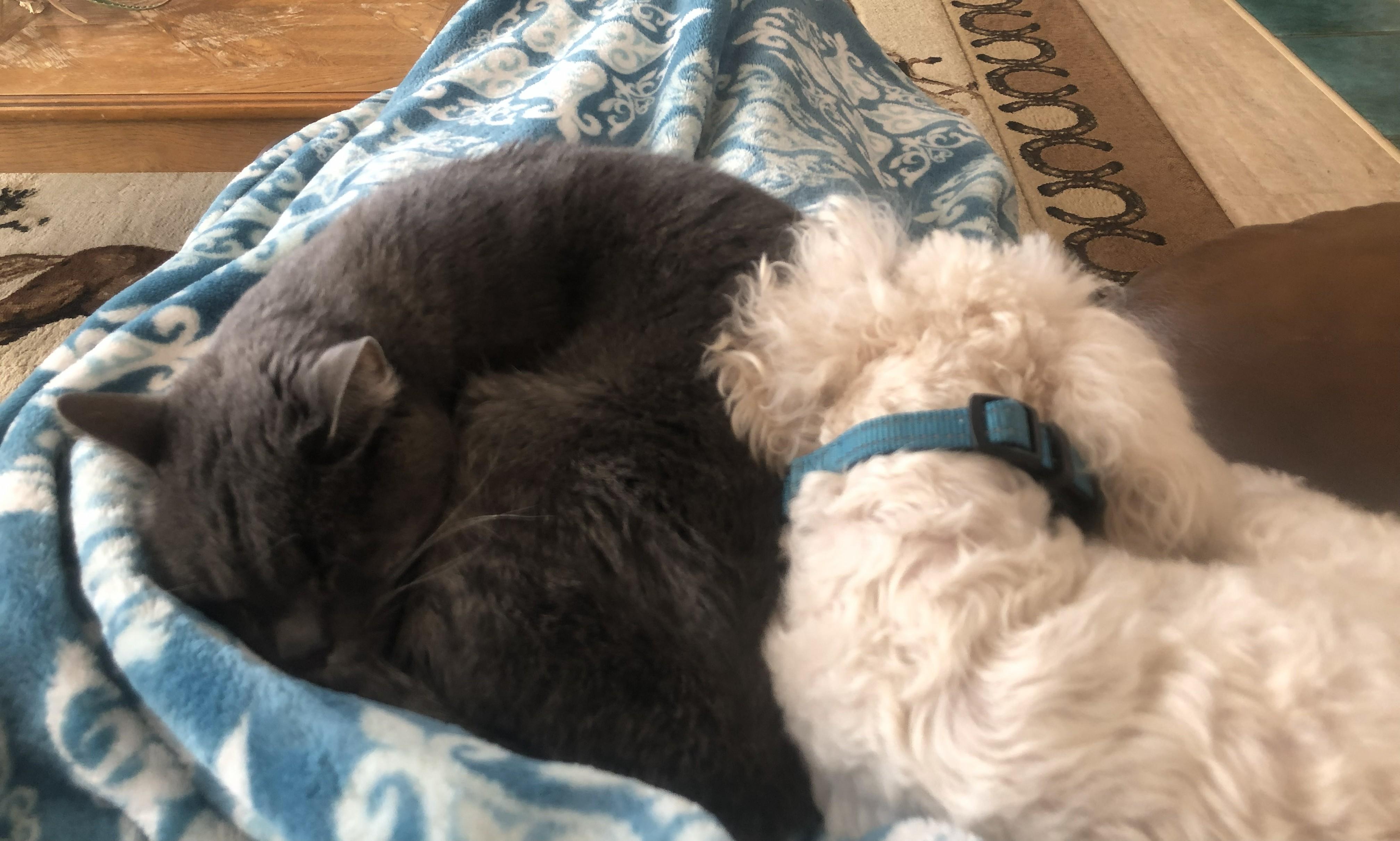 Enlarge Camilo, a Adoptable Miniature Poodle in Windsor, CO image 3/4