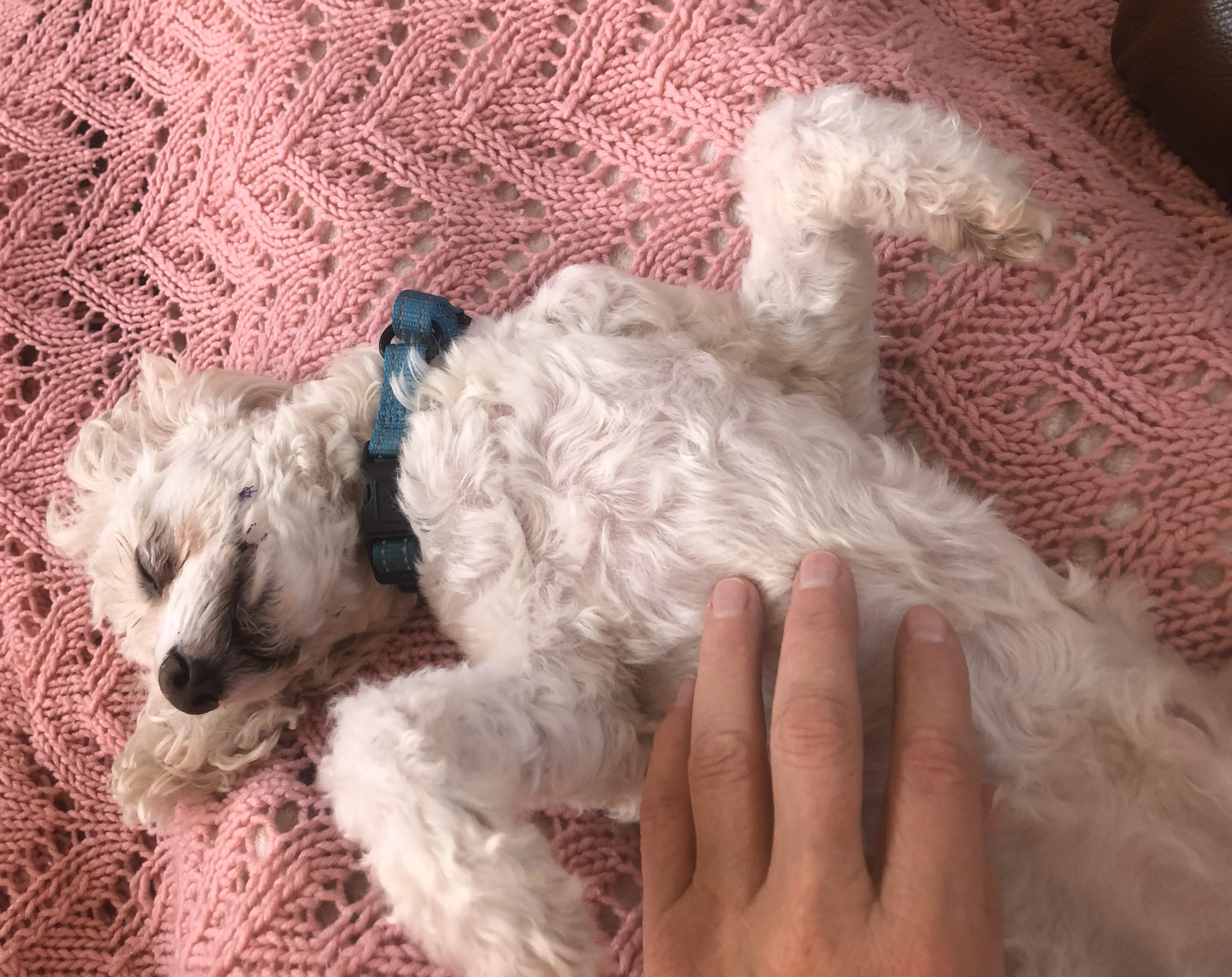 Enlarge Camilo, a Adoptable Miniature Poodle in Windsor, CO image 4/4