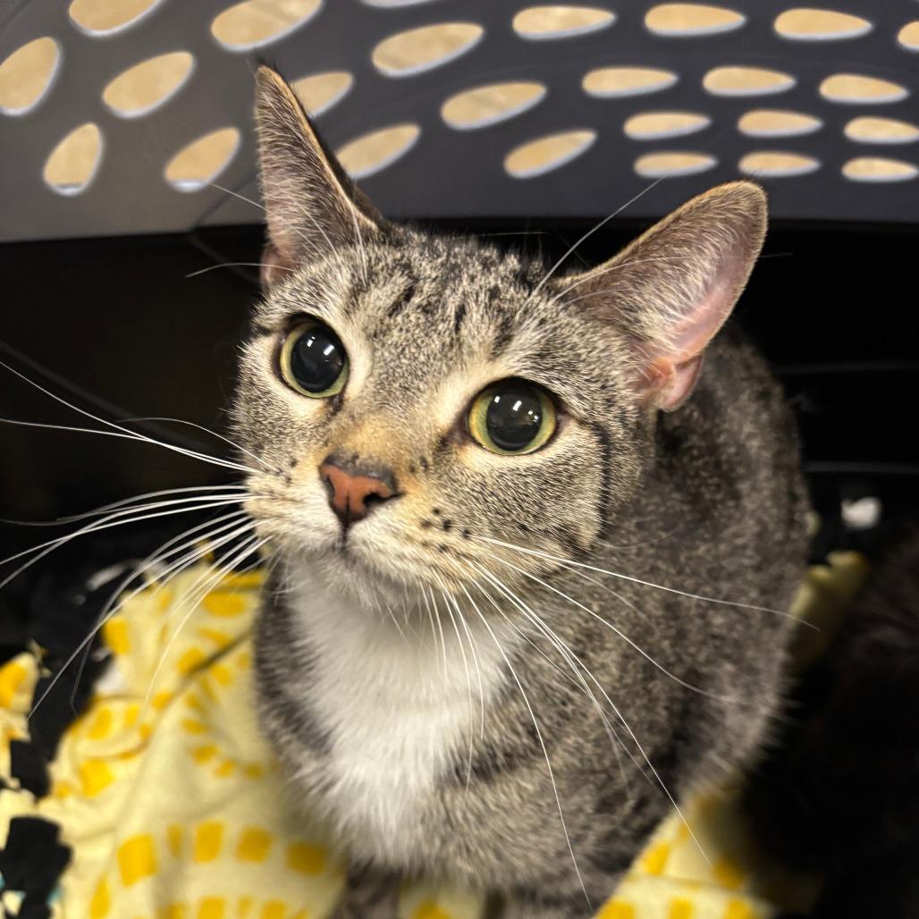 Chickadee, Adoptable, Young Female Domestic Short Hair.