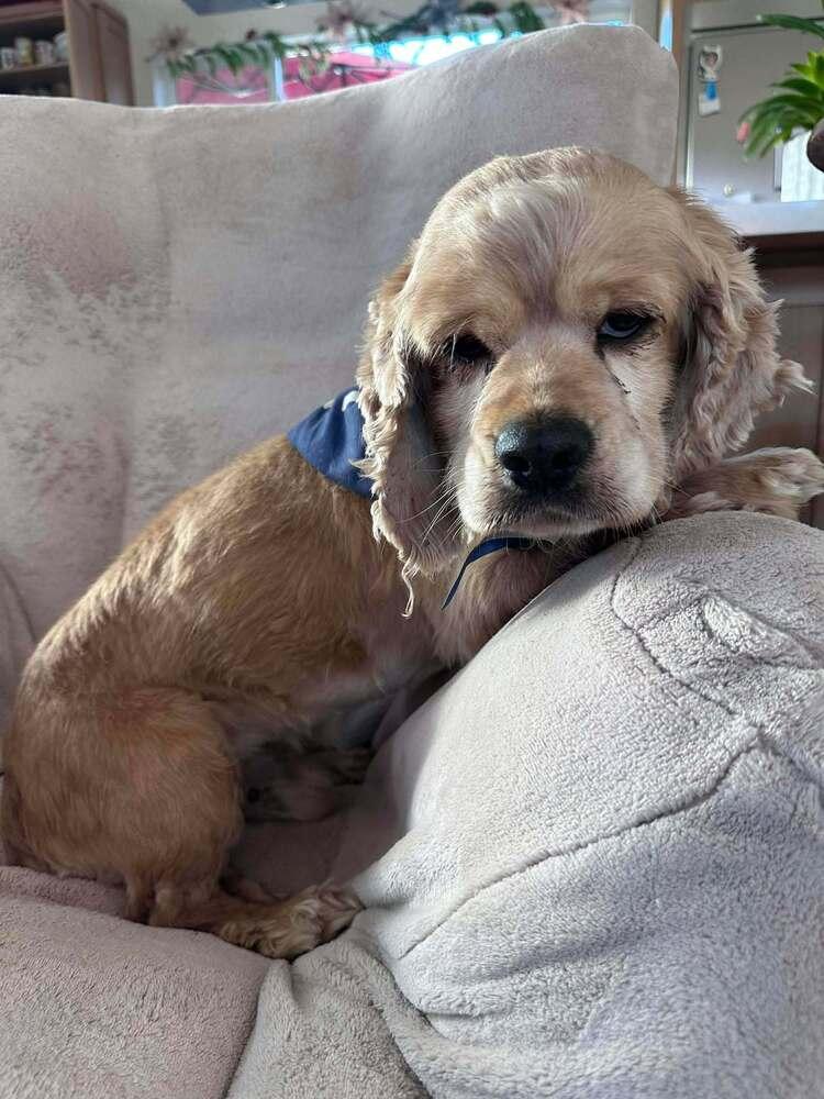 Woody, Adoptable, Senior Male Cocker Spaniel.